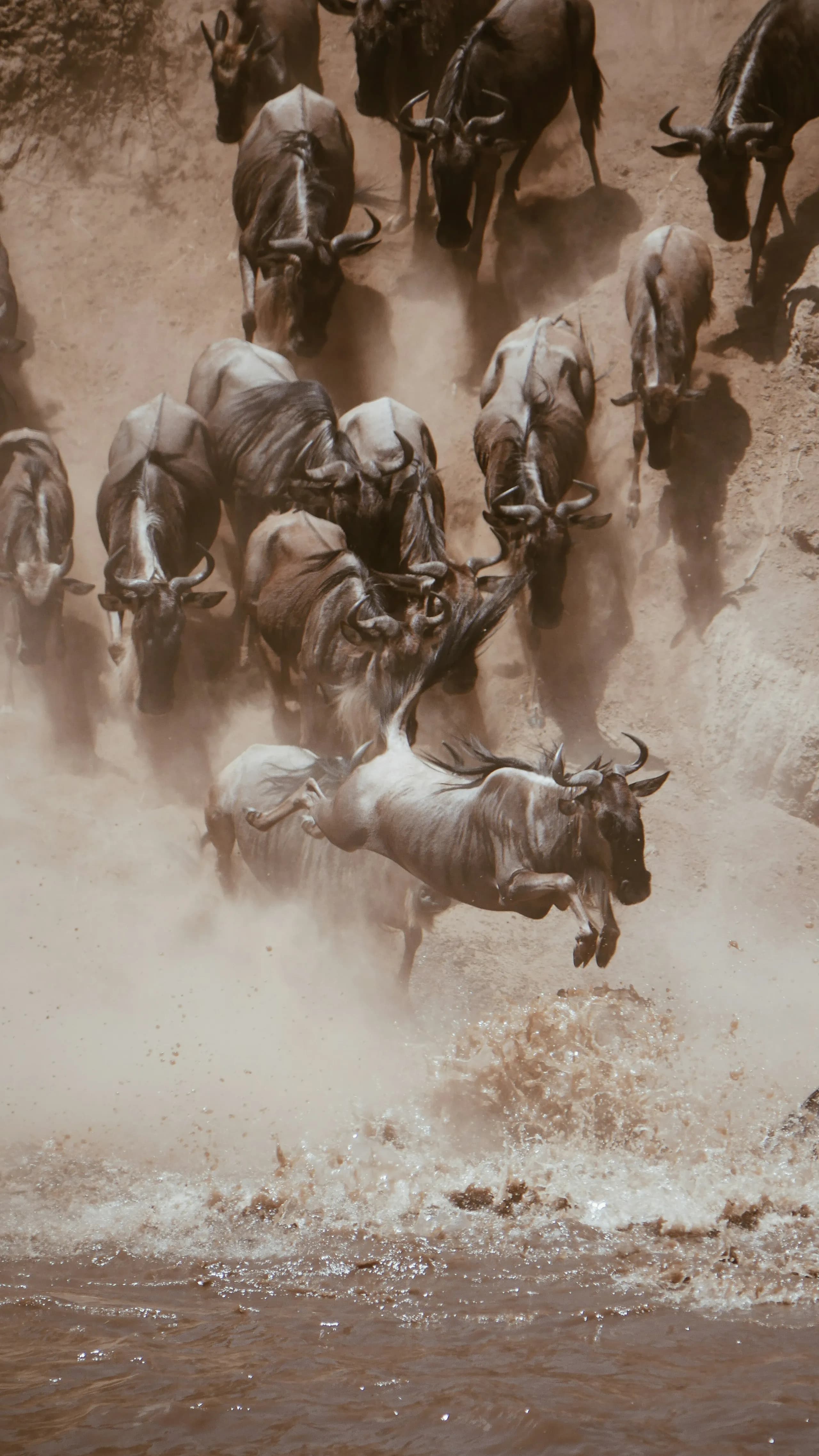 Great migration game drive