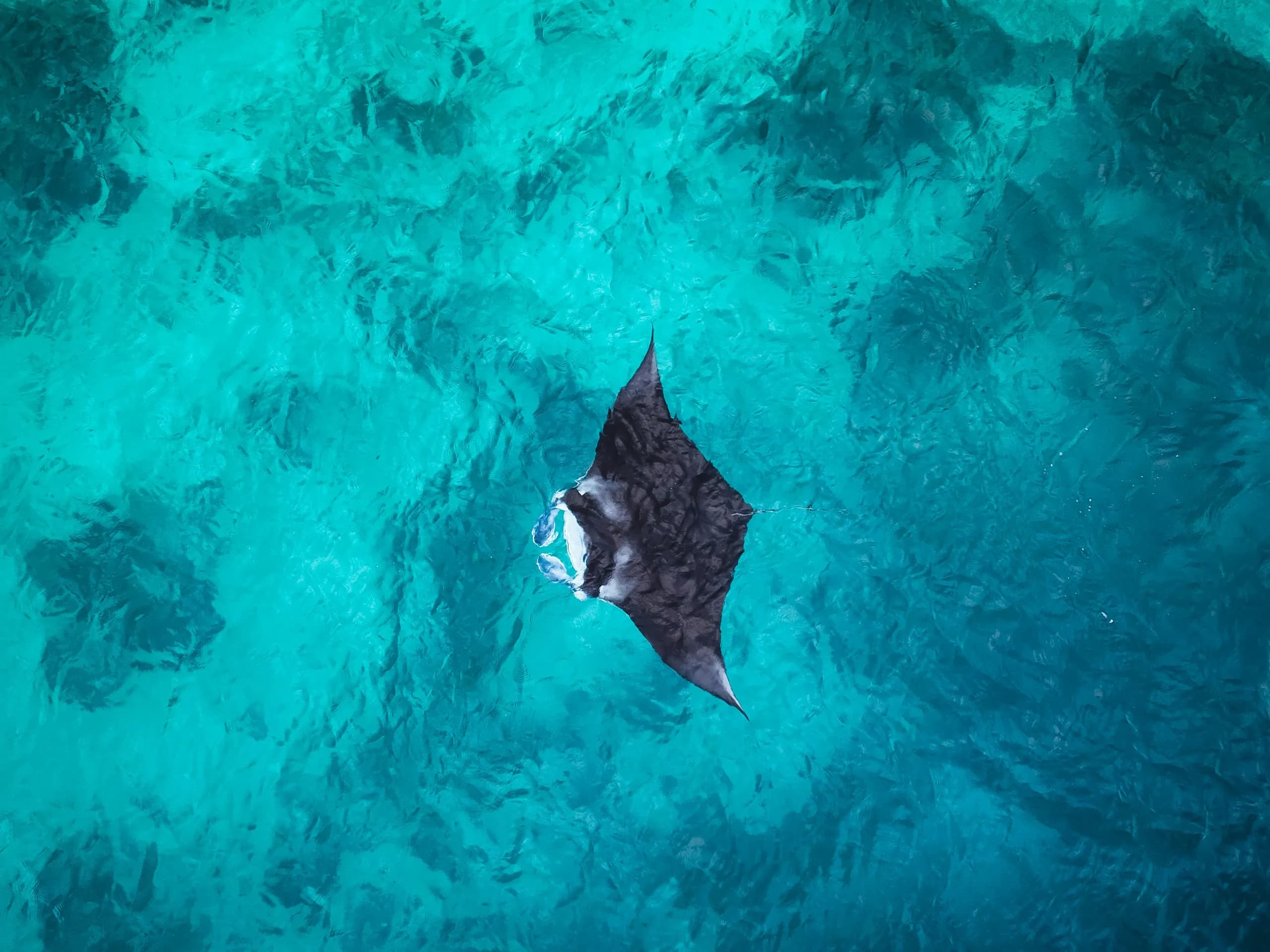 Manta swim at Hanifaru