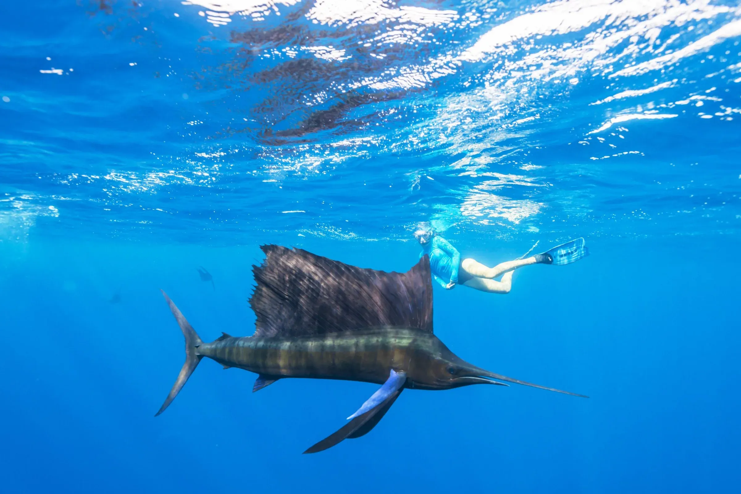 Snorkeller among the reef at Alphonse Island, Seychelles