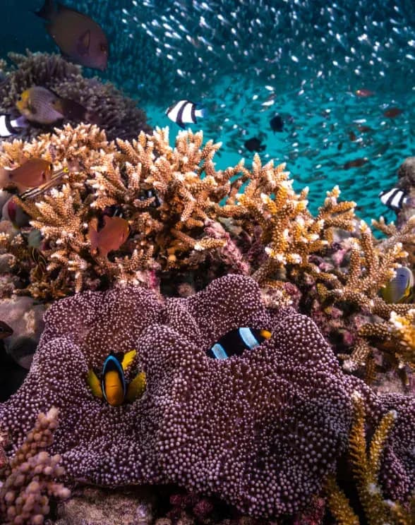 Coral house reef surrounding Anantara Kihavah Maldives Villas, Baa Atoll UNESCO Biosphere Reserve