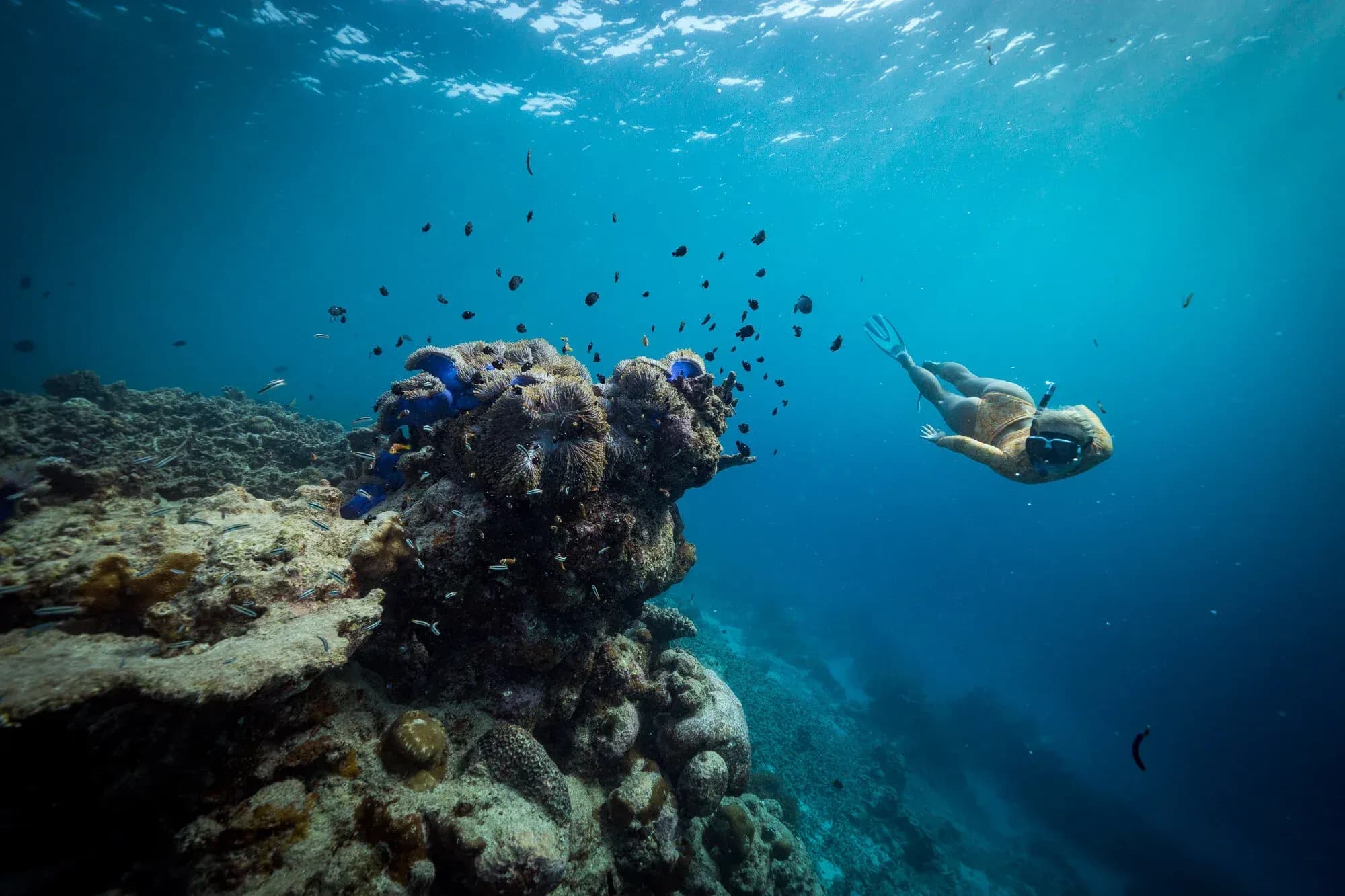 House reef snorkeling at Ayada Maldives, Gaafu Dhaalu Atoll