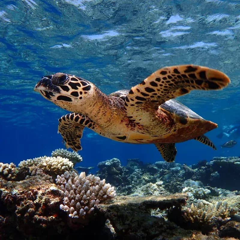 Hawksbill turtle over coral on the Baros house reef