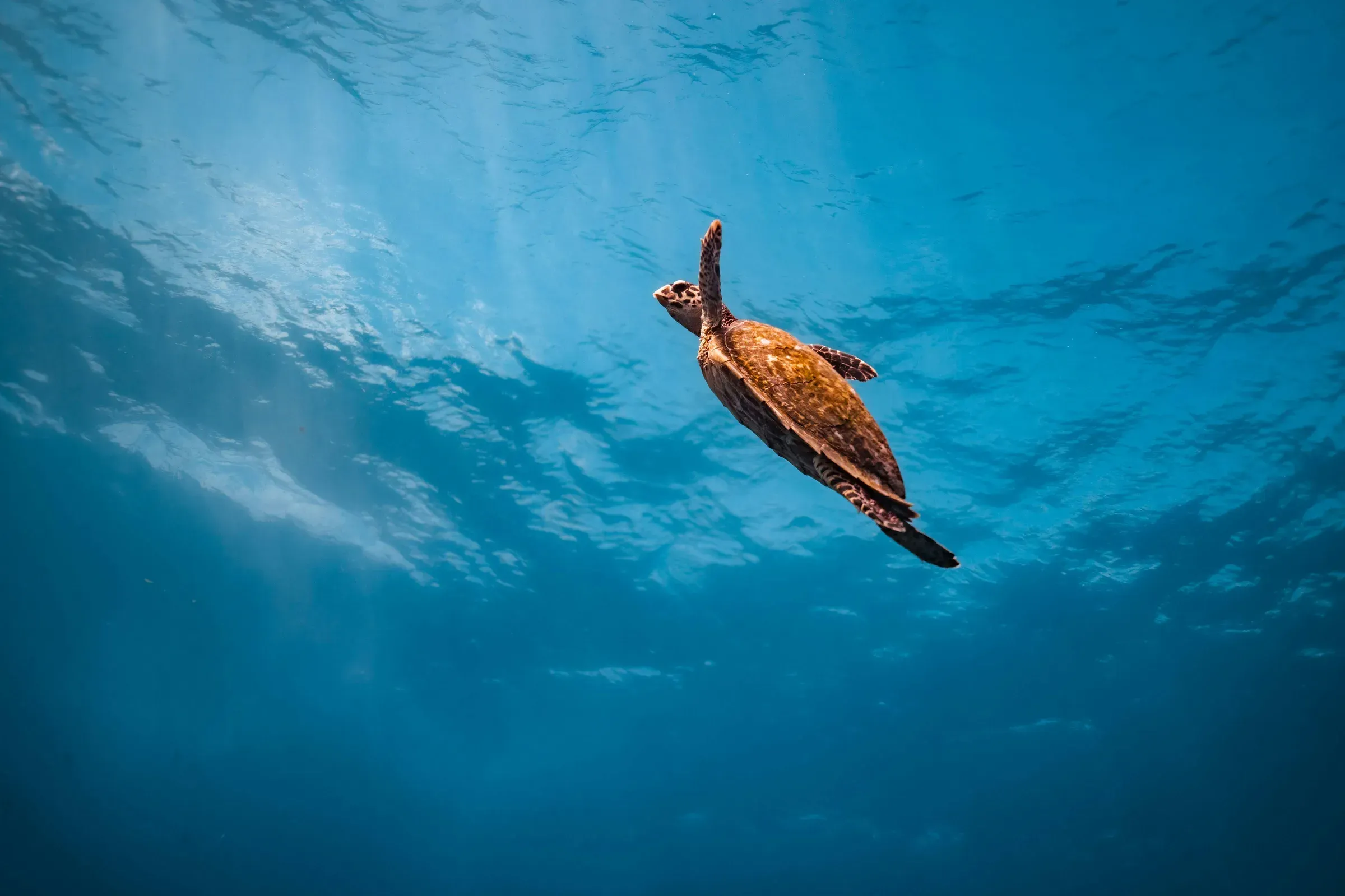 Diving excursion off Cheval Blanc Seychelles' coastline, Mahé