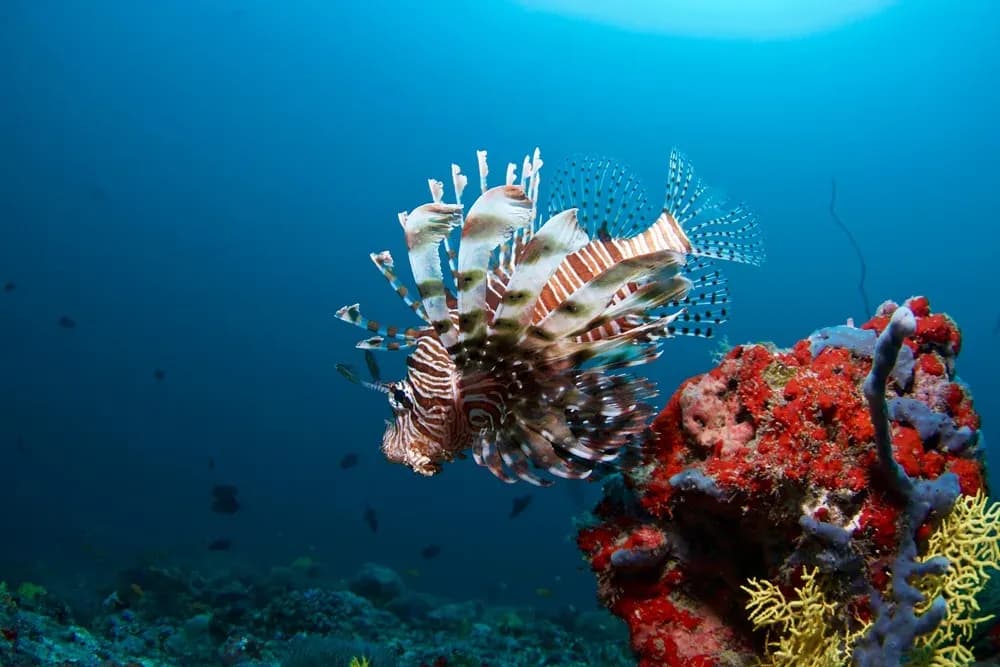 Coco Dive PADI dive centre boat and instructor at Coco Bodu Hithi