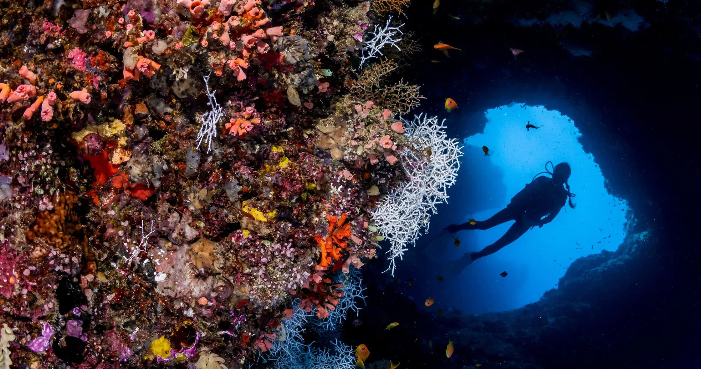 Scuba diver silhouetted against a coral reef wall near COMO Maalifushi, Thaa Atoll