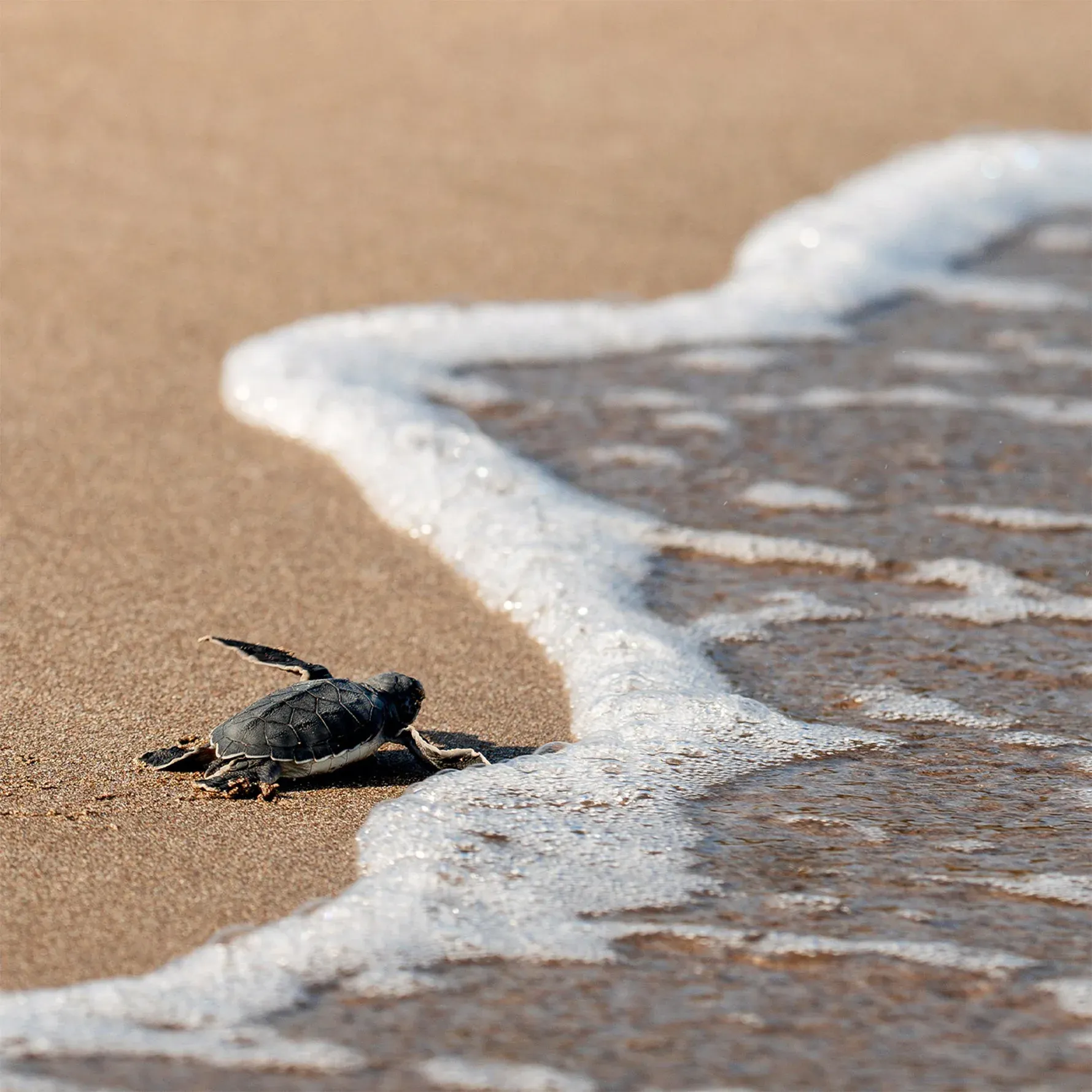 Hawksbill turtle hatchlings making their way to the sea at Constance Lemuria's turtle sanctuary