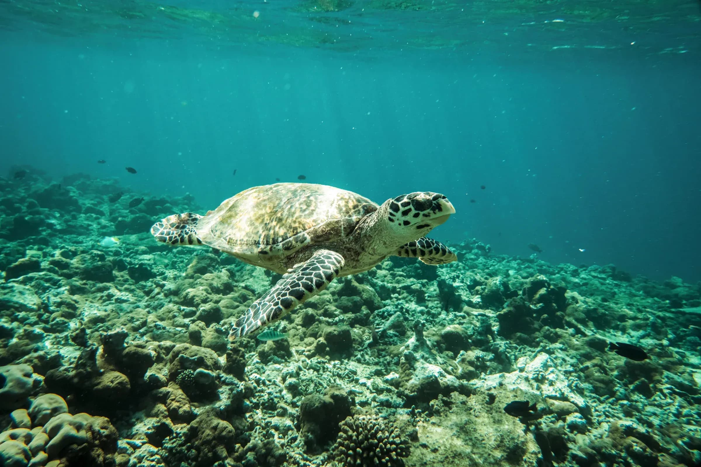 Diver exploring the coral reef at Constance Moofushi, South Ari Atoll