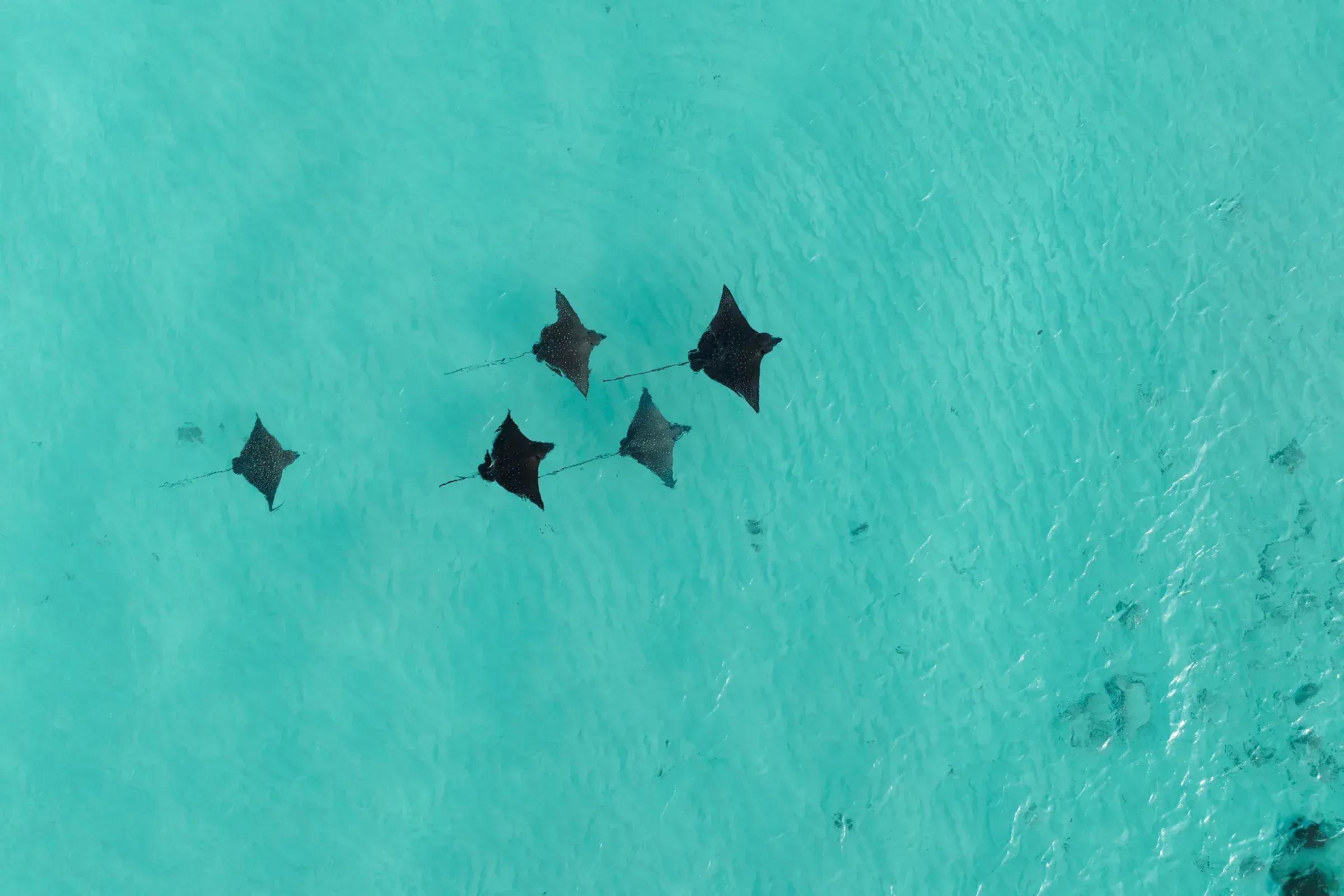 Aerial view of Constance Moofushi's overwater villas and jetty, South Ari Atoll, Maldives