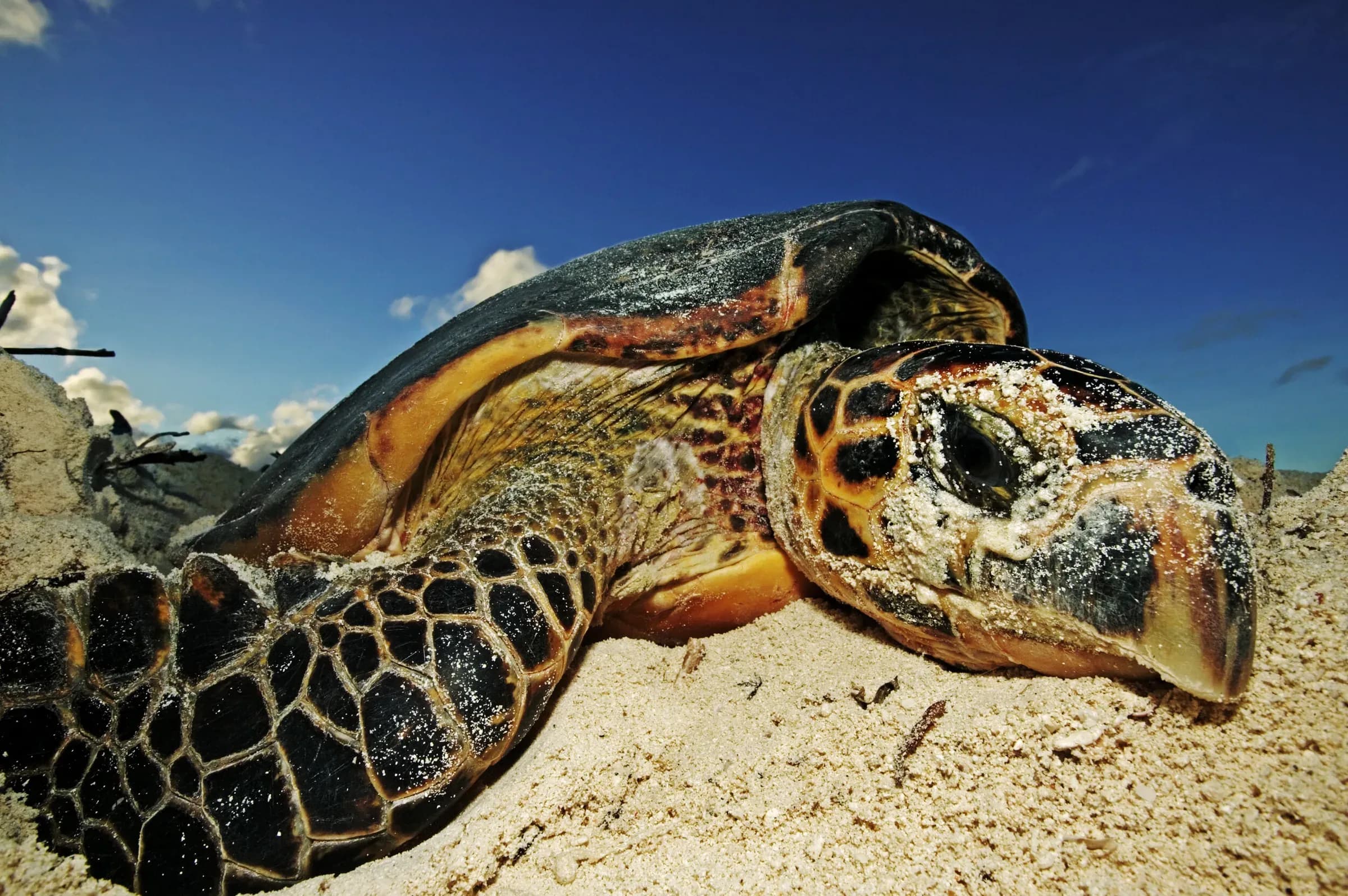 Hawksbill turtle on the beach at Cousine Island, part of the island's turtle conservation programme