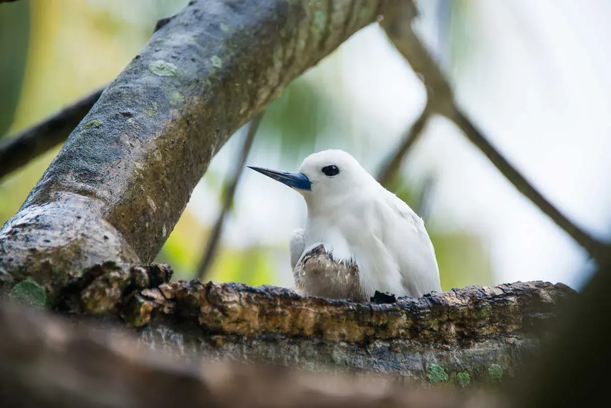 A white-tailed tropicbird chick nesting on Denis Private Island, part of the island's conservation programme
