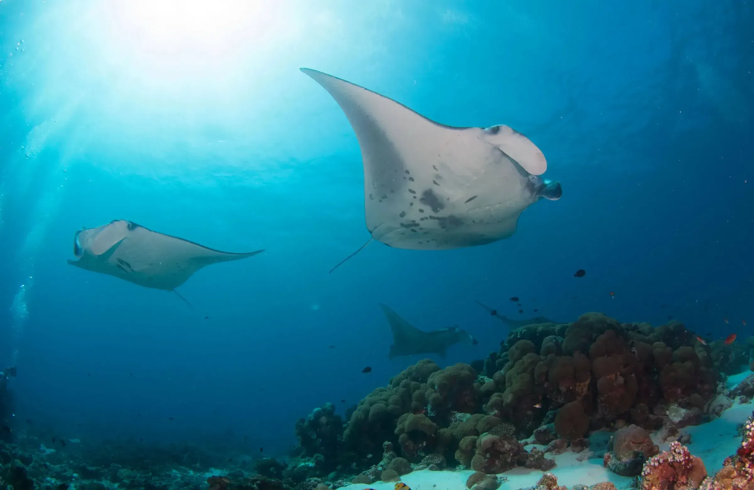 Manta rays over the coral reef in Baa Atoll near Finolhu Maldives