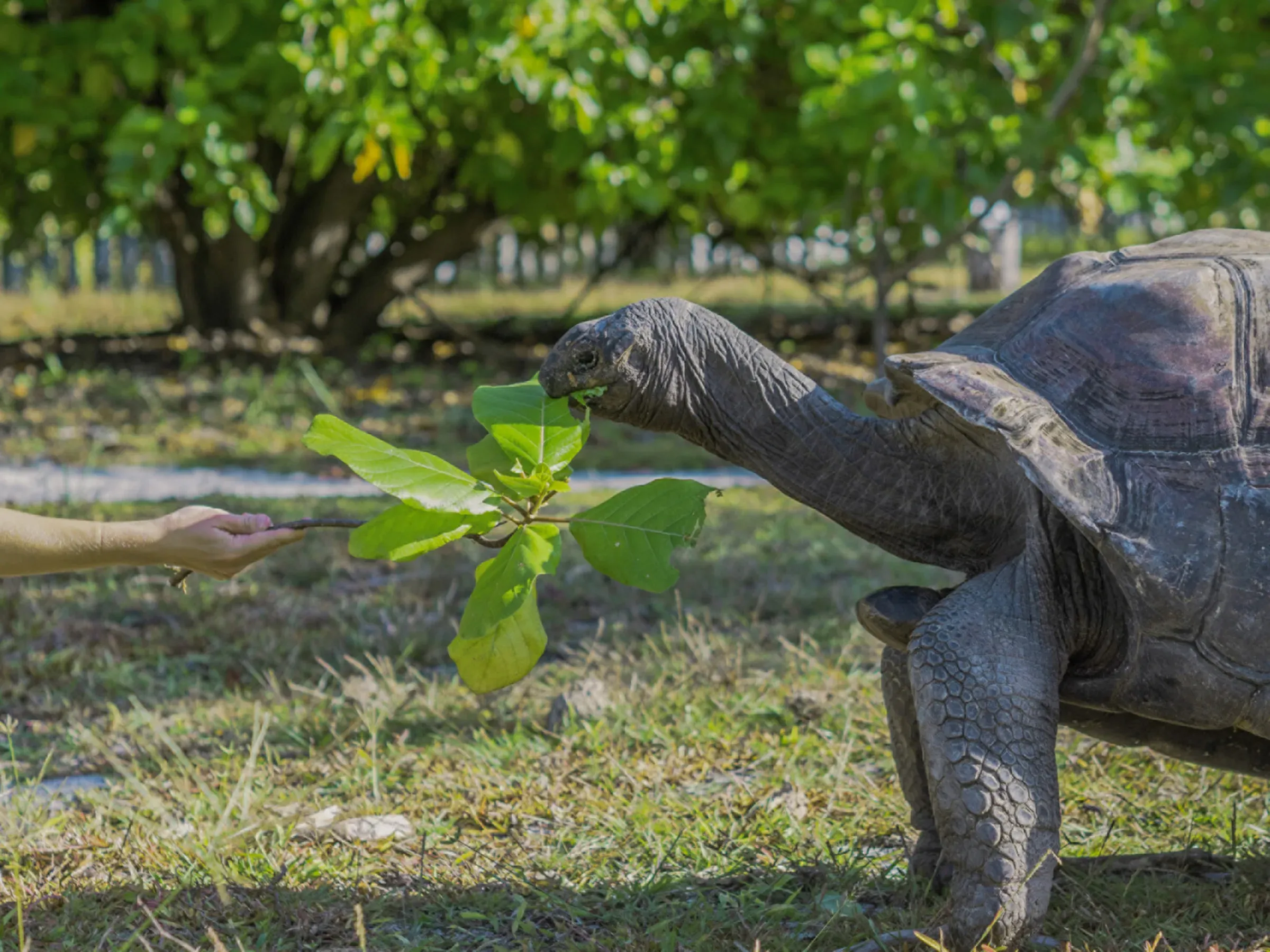 Guest hand-feeding a giant Aldabra tortoise at the Tortoise Sanctuary, Four Seasons Resort Seychelles at Desroches Island
