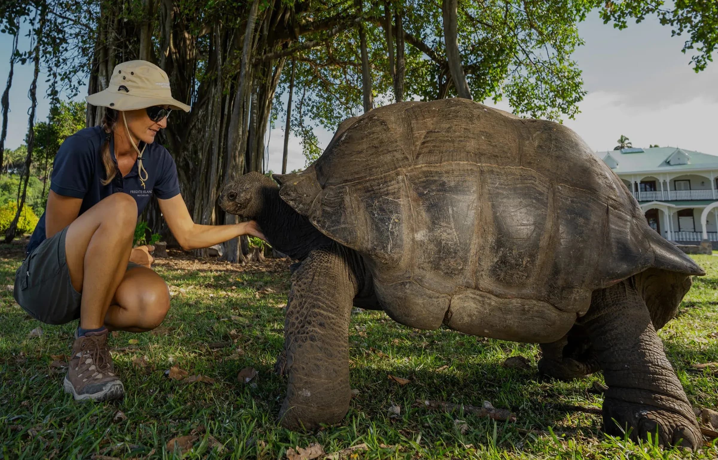 Visitor greeting a giant Aldabra tortoise on the lawn at Fregate Island Private