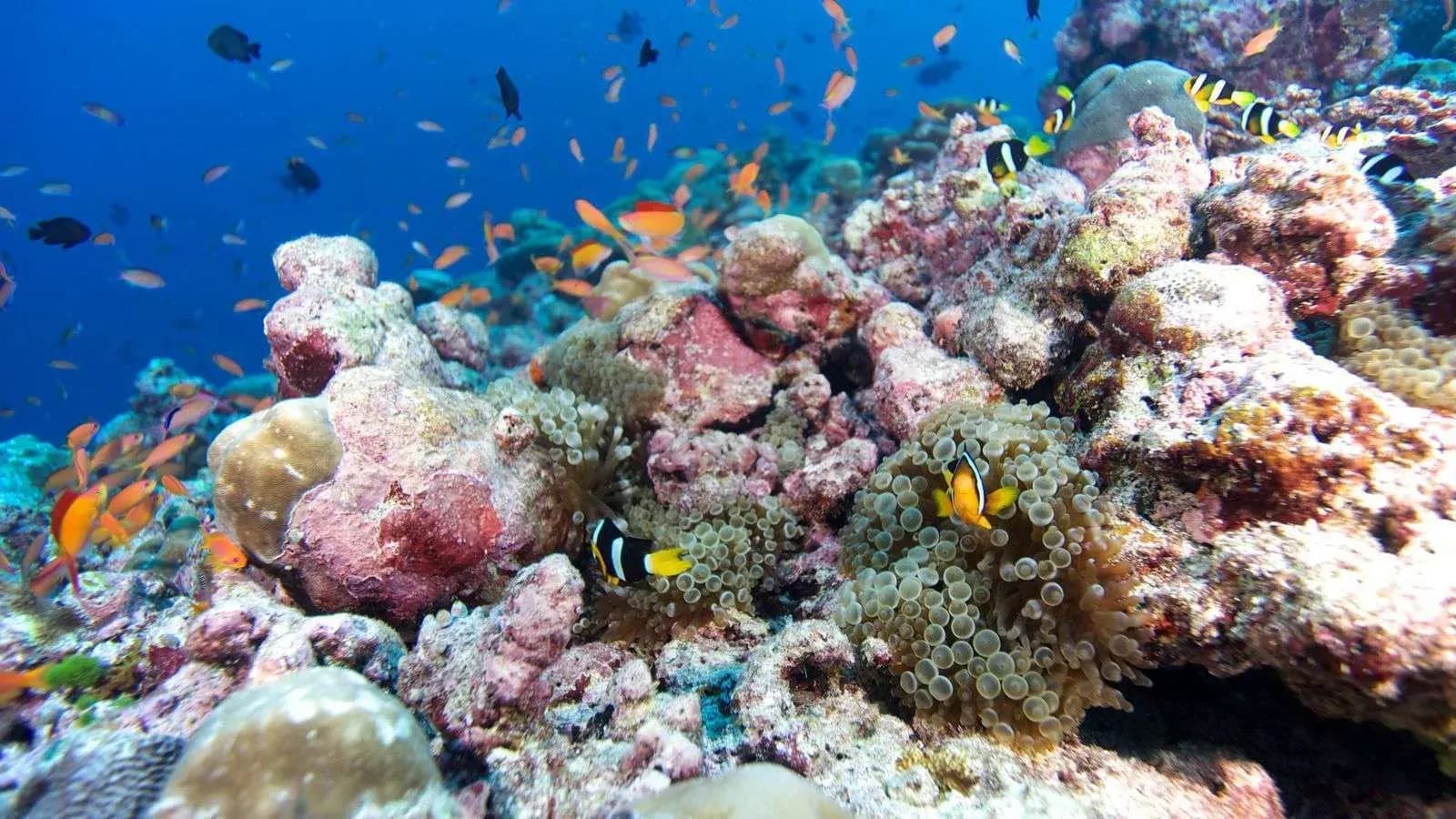 Diver with Prodivers at the house reef, Hurawalhi Island Resort
