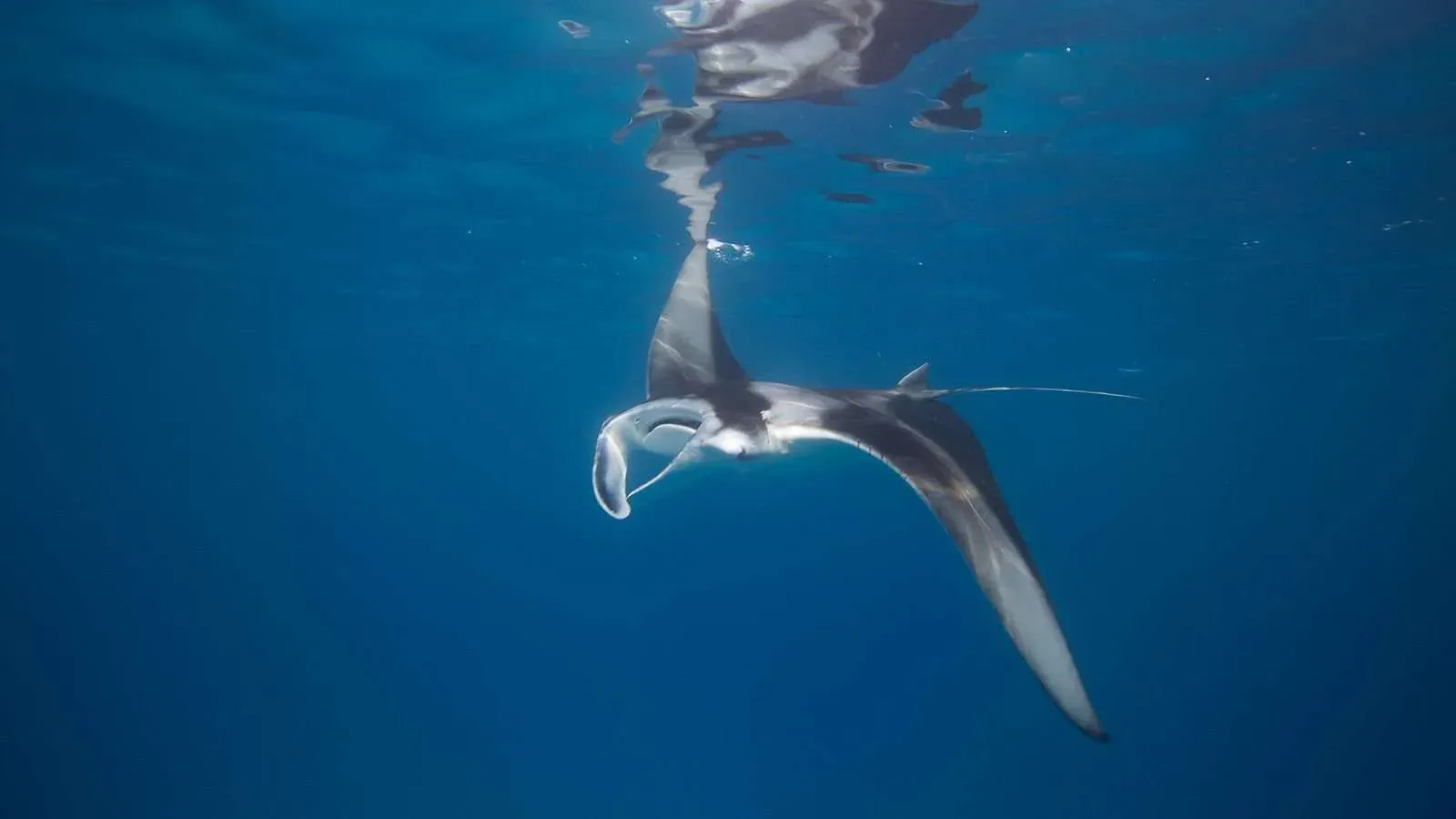 Reef manta ray at Hurawalhi Island Resort's Marine Biology Centre