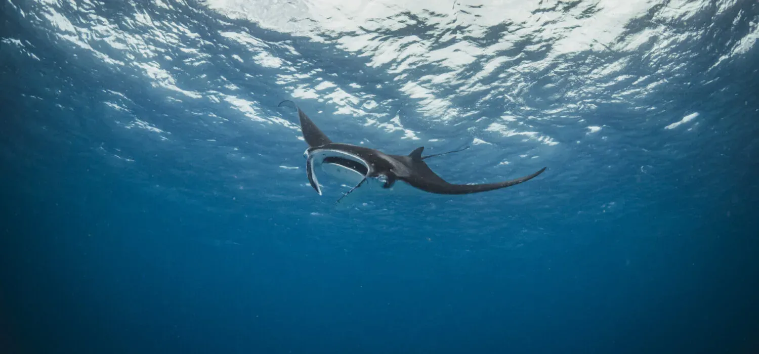Manta ray gliding through the lagoon near Raa Atoll, home to the resort's Manta Trust research base