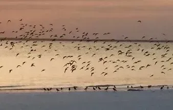 Shorebirds over the tidal flats within Konokono's forested conservation area