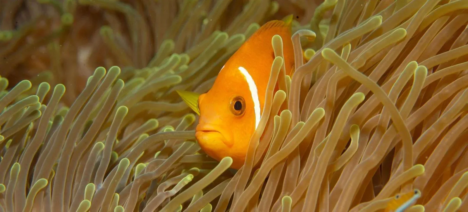 Diver exploring the house reef at Lily Beach Resort & Spa, South Ari Atoll