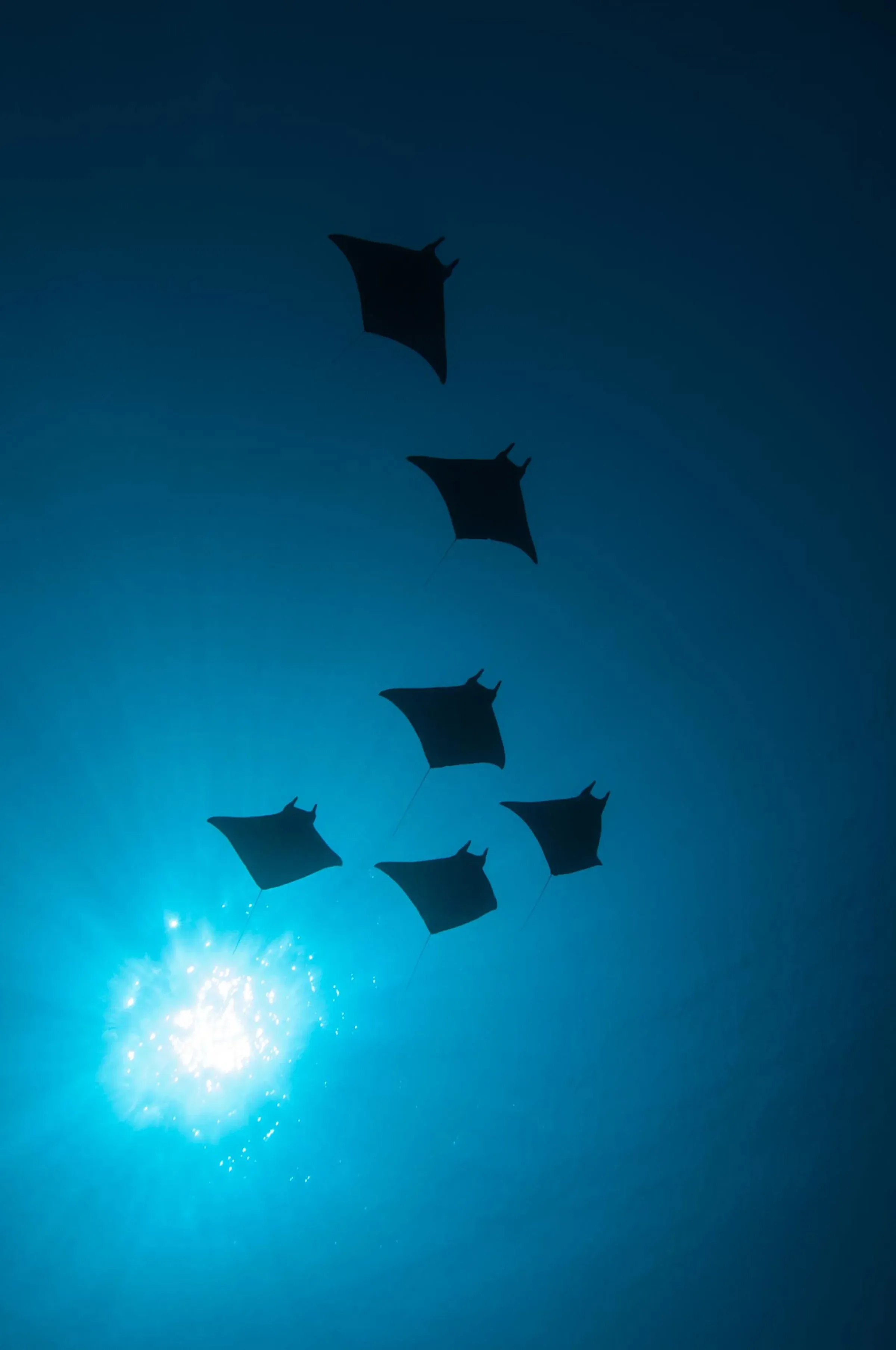 Diver exploring the reef near LUX* South Ari Atoll