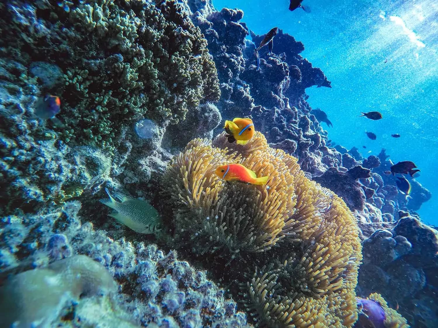 Clownfish and coral on the house reef at Madifushi Private Island