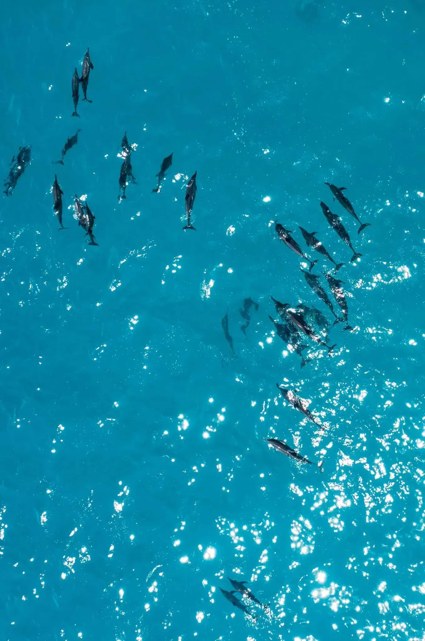 Spinner dolphins seen from above during a sunset cruise