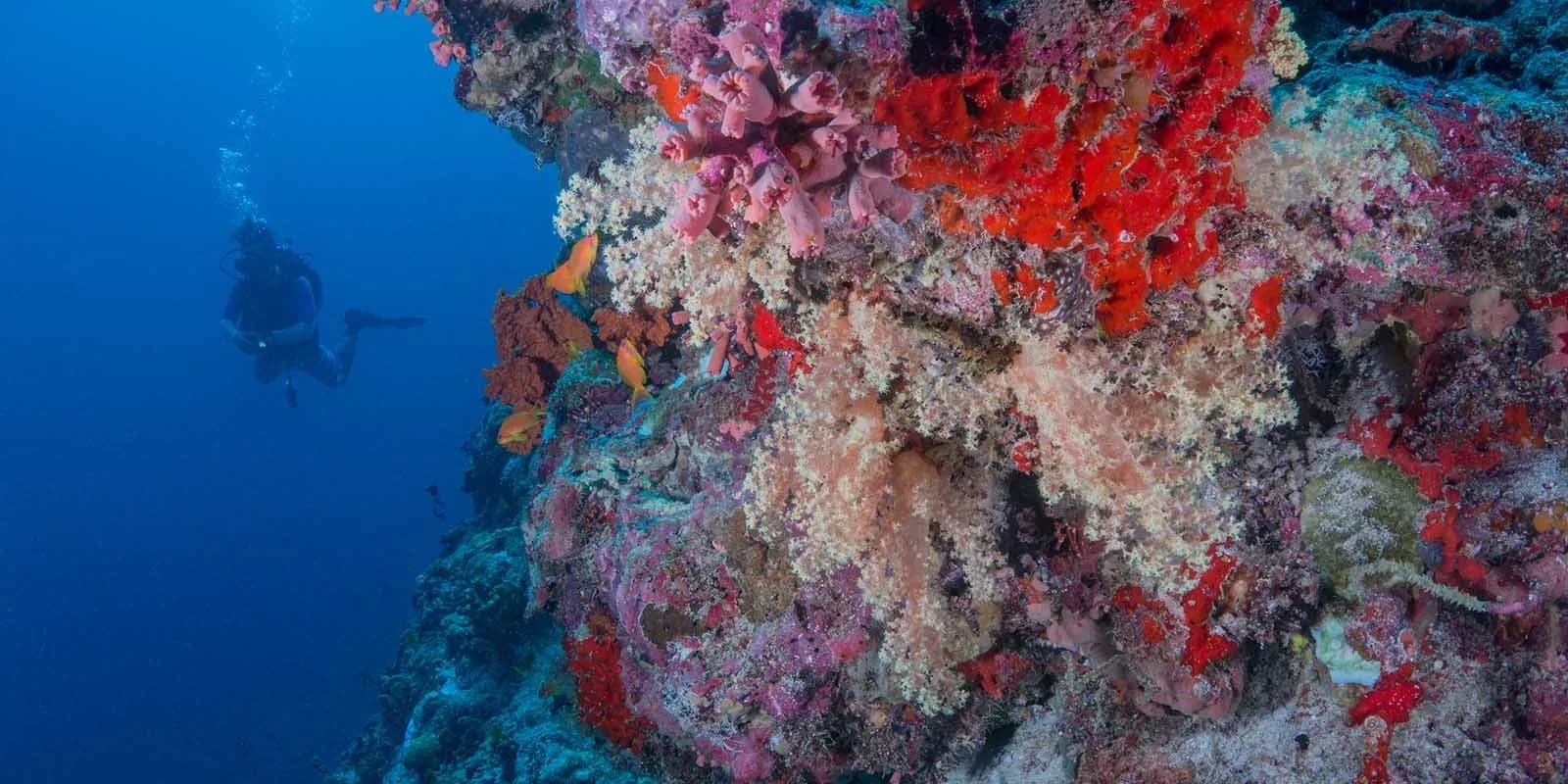 Diver exploring the coral reef wall near Milaidhoo, Baa Atoll