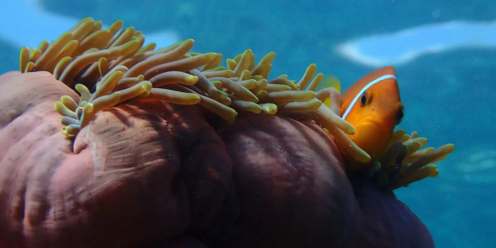 Clownfish in an anemone on Milaidhoo's protected house reef