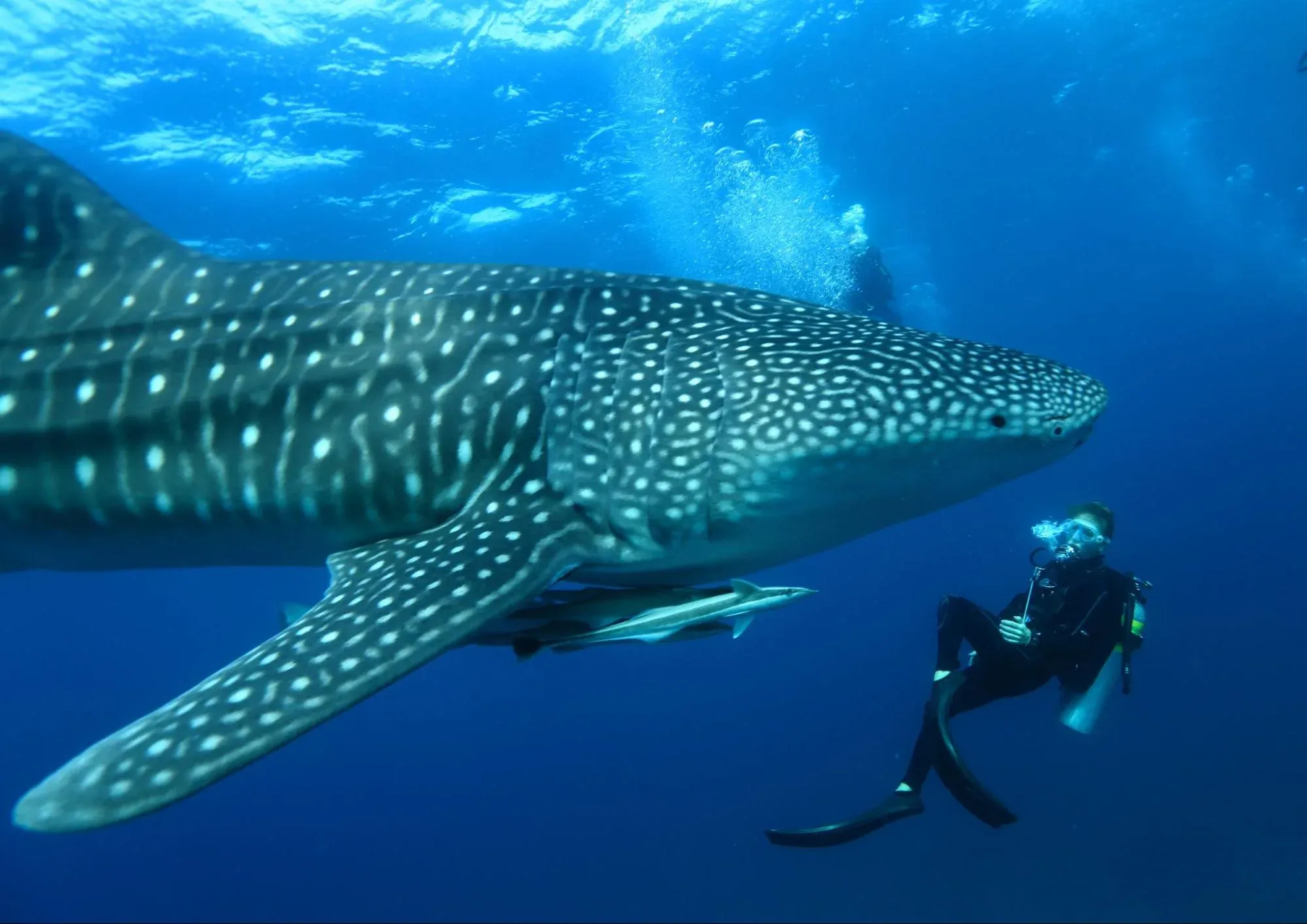 Diver alongside a whale shark on a South Ari Atoll dive excursion from V Villas Maldives at Mirihi