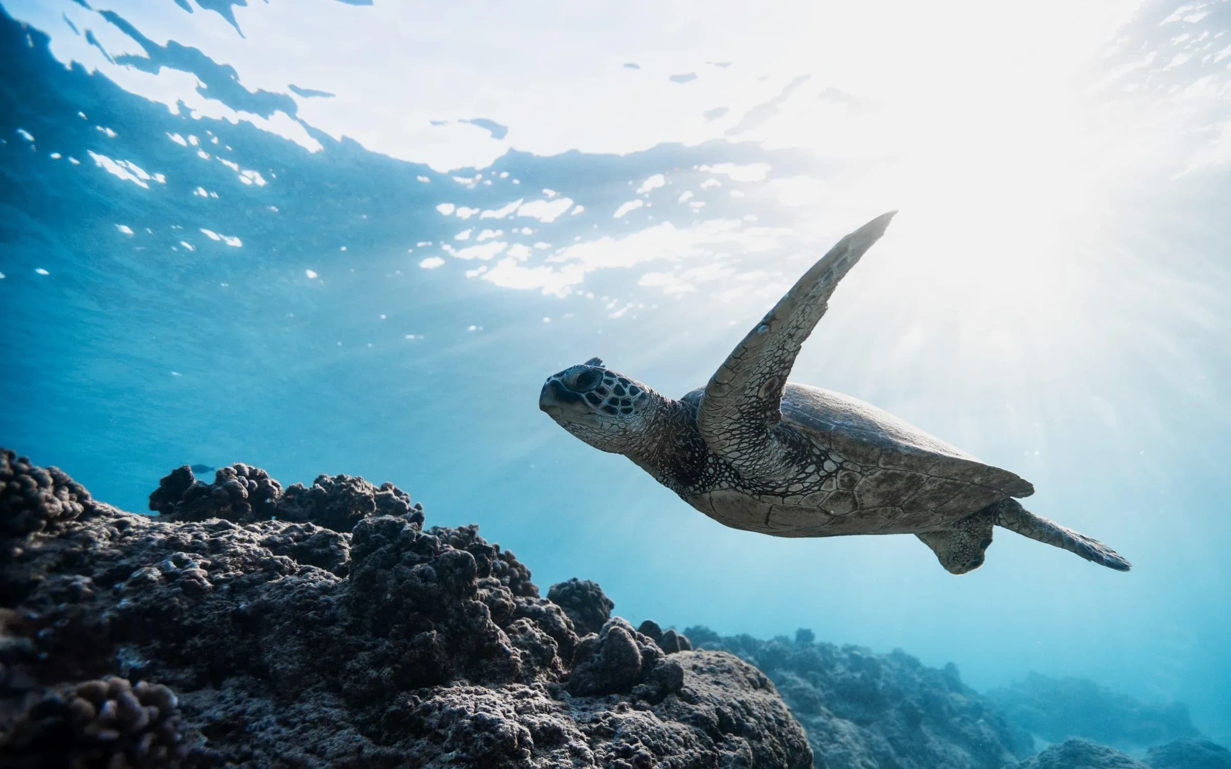 Diving and watersports in the lagoon at One&Only Reethi Rah