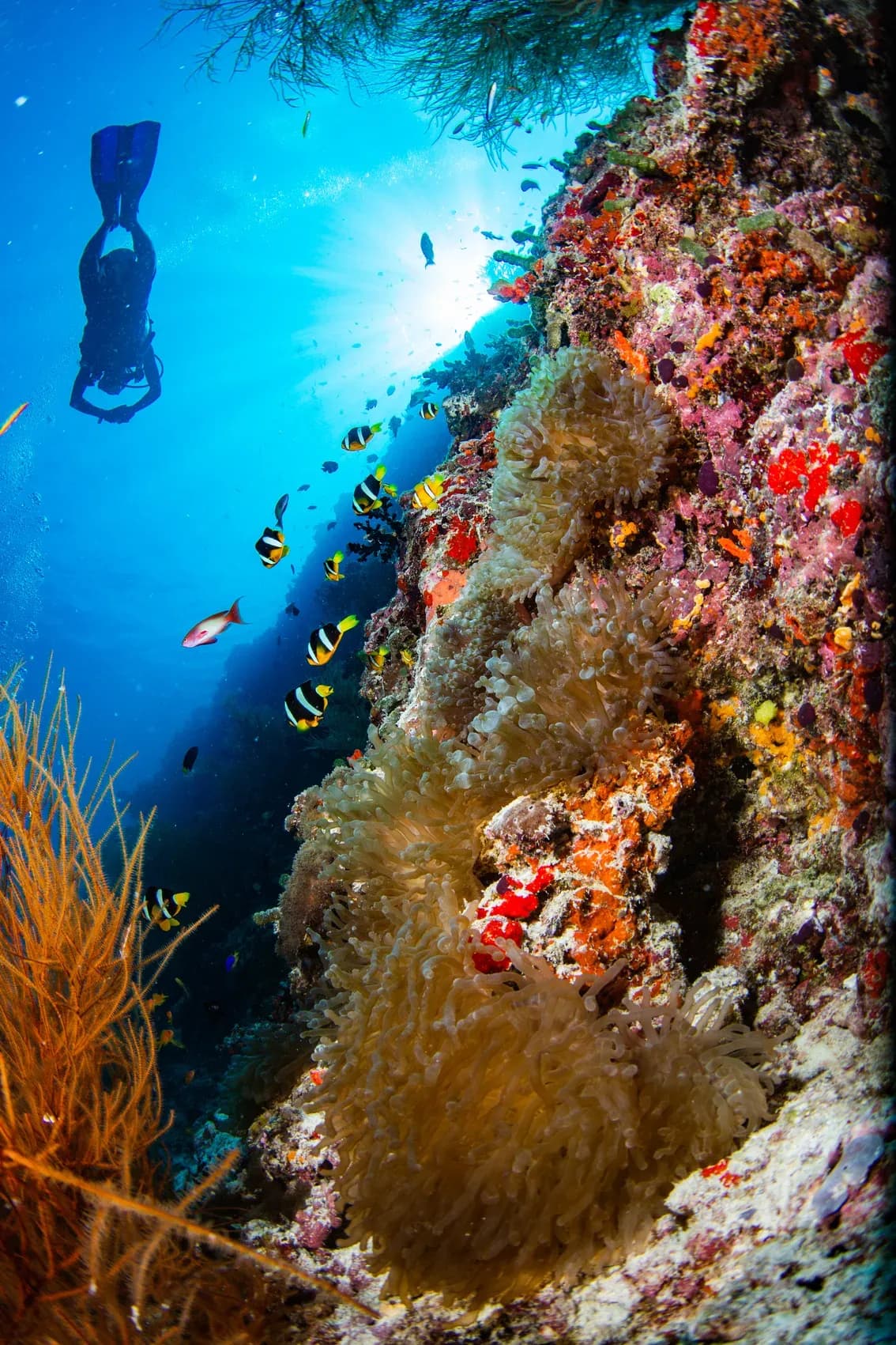 Diver exploring the coral-covered house reef near the Coralarium at Sirru Fen Fushi