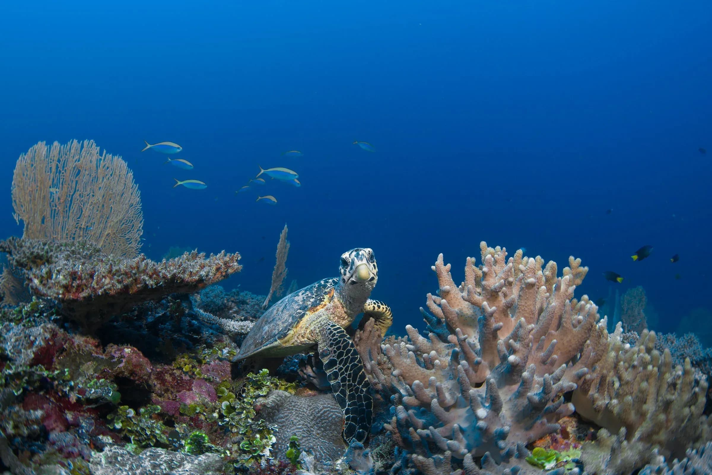 A turtle on the reefs of Lhaviyani Atoll near Six Senses Kanuhura