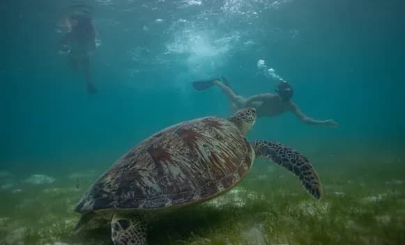 Snorkeller alongside a sea turtle at Six Senses Laamu's house reef