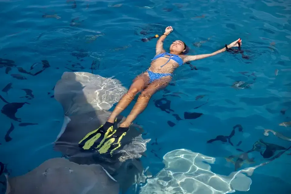 Guided reef snorkelling with reef sharks at Niva Velassaru Maldives